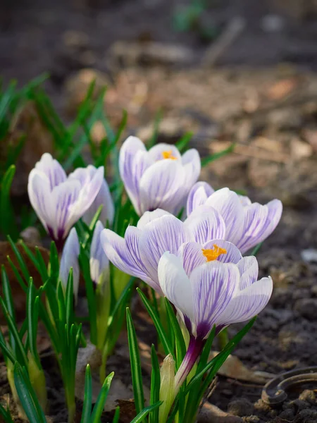 Våren Krokusar Blommar Trädgården — Stockfoto