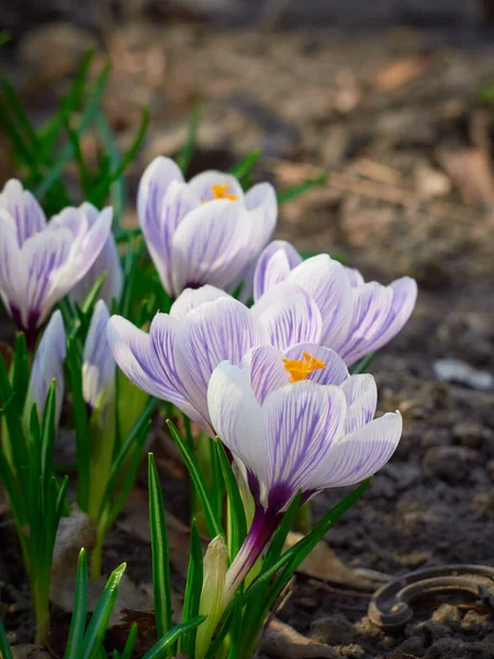 Våren Krokusar Blommar Trädgården — Stockfoto