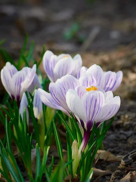 Våren Krokusar Blommar Trädgården — Stockfoto