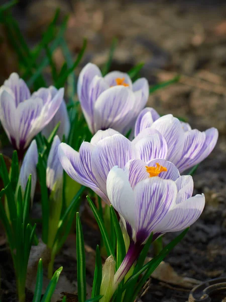 Våren Krokusar Blommar Trädgården — Stockfoto