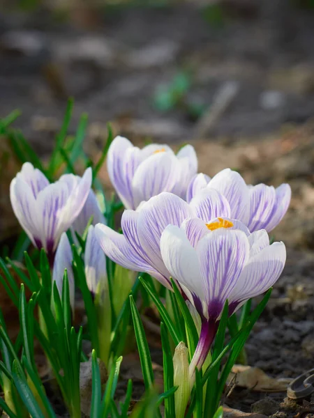 Våren Krokusar Blommar Trädgården — Stockfoto