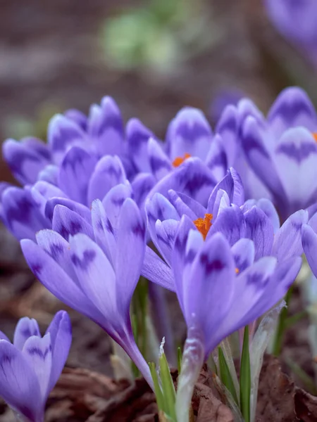 Våren Lila Krokusar Blommar Trädgården — Stockfoto