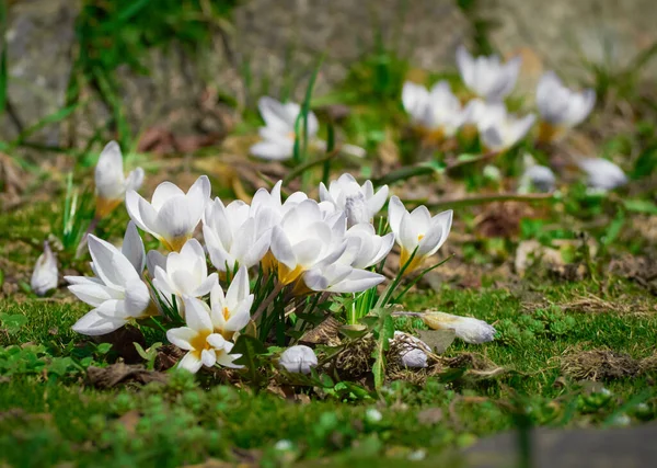 Spring Crocuses Bloom Garden — Stock Photo, Image