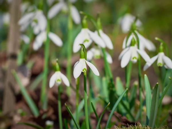 Blooming Snowdrops Springtime — Stock Photo, Image