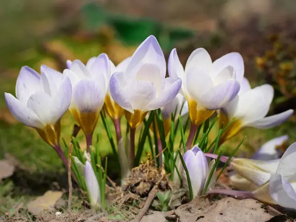 Våren Krokusar Blommar Trädgården — Stockfoto