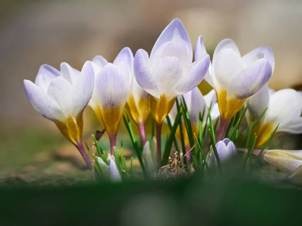 Los Azafrán Primavera Florecen Jardín —  Fotos de Stock