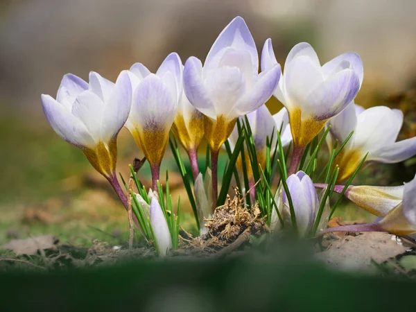 Los Azafrán Primavera Florecen Jardín —  Fotos de Stock