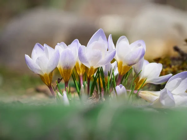 Spring Crocuses Bloom Garden — Stock Photo, Image