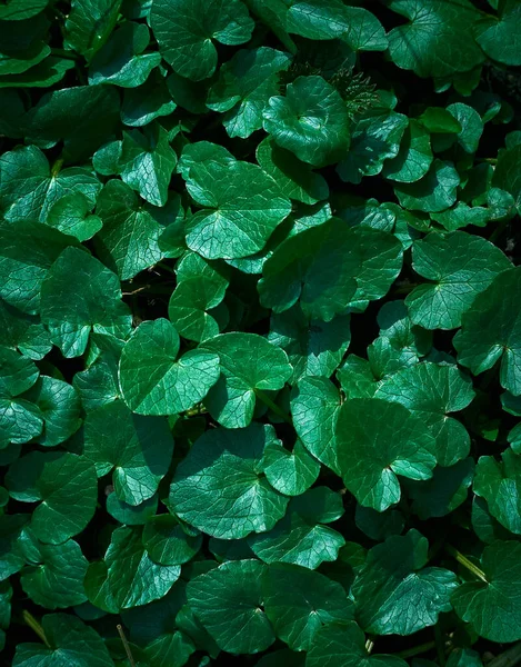 Achtergrond Van Verse Groene Bladeren — Stockfoto