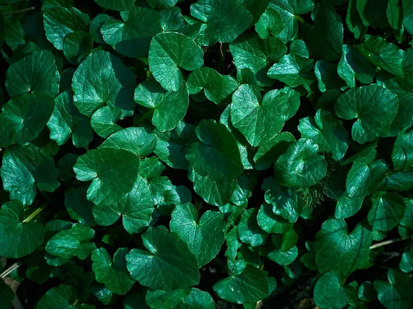 Tło Świeżych Zielonych Liści — Zdjęcie stockowe