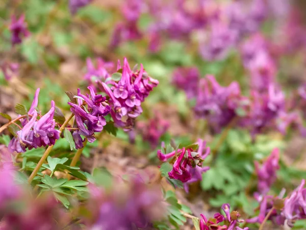 Flores Corydalis Roxas Floresta Início Primavera — Fotografia de Stock