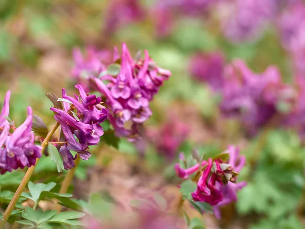 Fiori Viola Corydalis Nella Foresta All Inizio Della Primavera — Foto Stock