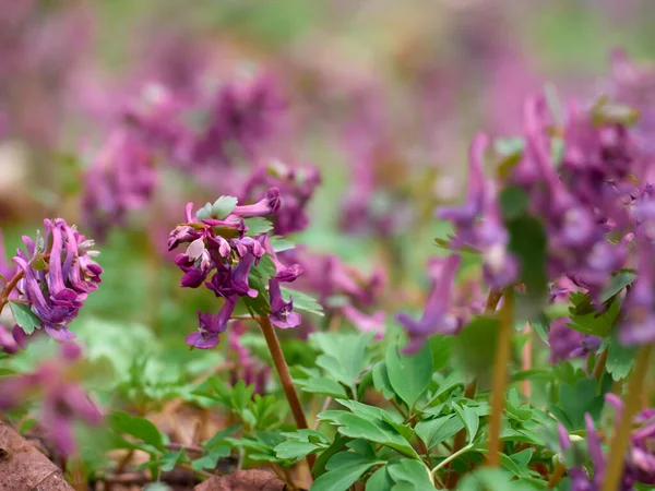 Μωβ Λουλούδια Corydalis Στο Δάσος Στις Αρχές Της Άνοιξης — Φωτογραφία Αρχείου