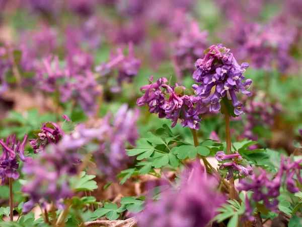 Flores Coral Púrpura Bosque Principios Primavera —  Fotos de Stock