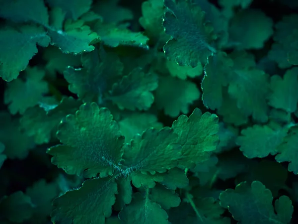 濃い緑色の葉の背景 — ストック写真