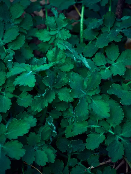 Contexto Das Folhas Verdes Escuras — Fotografia de Stock