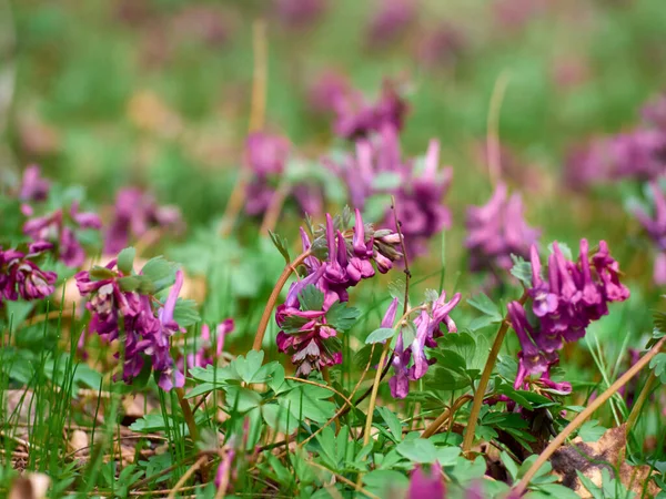 Lkbaharın Başlarında Ormanda Mor Corydalis Çiçekleri — Stok fotoğraf