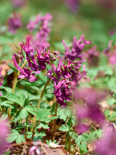 Flores Corydalis Roxas Floresta Início Primavera — Fotografia de Stock