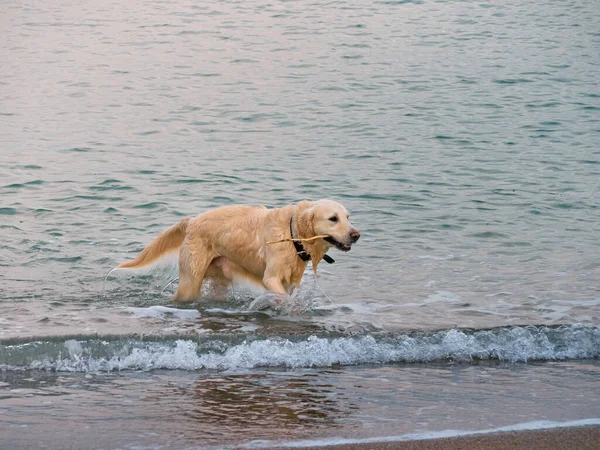 Bílý Zlatý Labrador Retrívr Pes Pláži — Stock fotografie