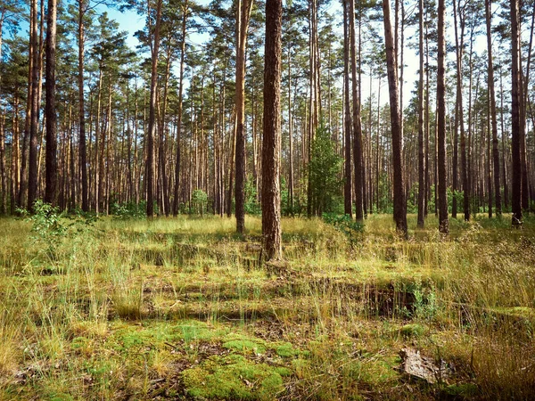 Yaz gününde çam ormanlarının güzel manzarası.