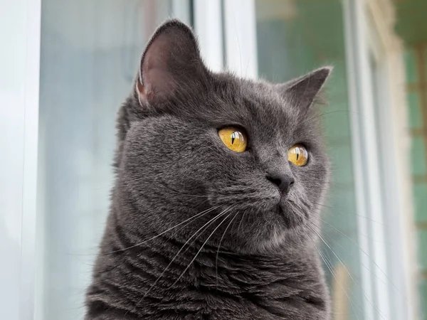 灰色の猫の肖像画を閉じる — ストック写真
