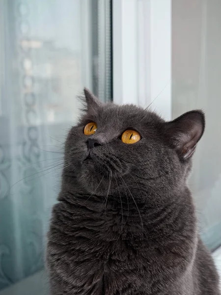 Portrait Gray Cat Close — Stock Photo, Image