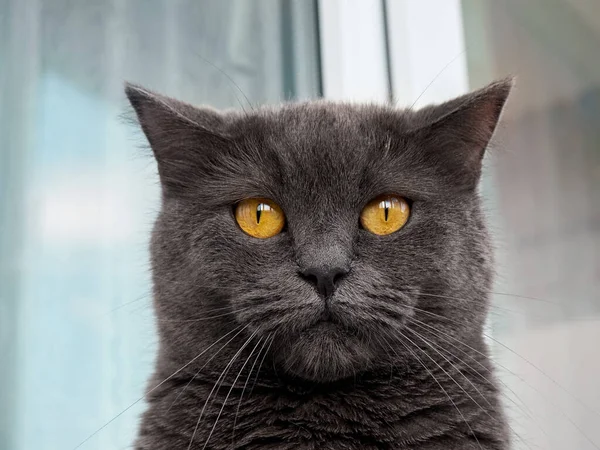 stock image Portrait of a gray cat close up.