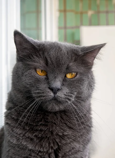 Retrato Gato Cinza Perto — Fotografia de Stock