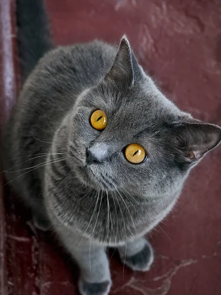 灰色の猫の肖像画を閉じる — ストック写真