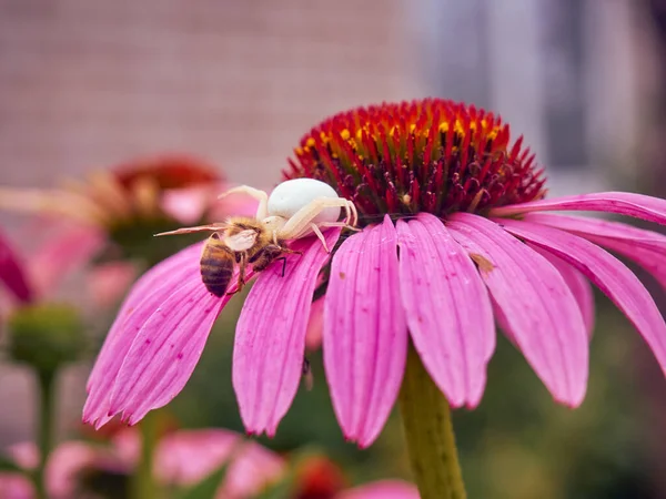 白寡妇蜘蛛 Latrodectus Pallidus 在紫锥菊花上捉到一只蜜蜂 — 图库照片