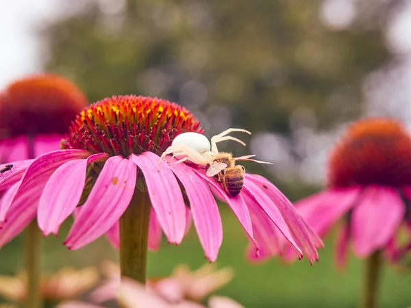 Λευκή Χήρα Αράχνη Latrodectus Pallidus Έπιασε Μια Μέλισσα Στο Λουλούδι — Φωτογραφία Αρχείου