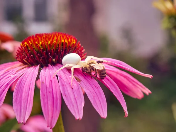 Λευκή Χήρα Αράχνη Latrodectus Pallidus Έπιασε Μια Μέλισσα Στο Λουλούδι — Φωτογραφία Αρχείου