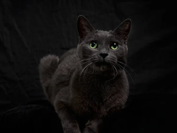 Estudio Retrato Relajante Gato Gris Oscuro Sobre Fondo Oscuro Tono — Foto de Stock