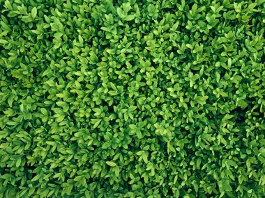 Taze yeşil yaprakların arkaplanı.