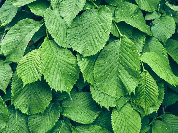 Contexto Das Folhas Verdes Frescas — Fotografia de Stock