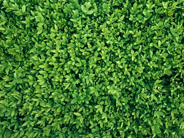 Taze yeşil yaprakların arkaplanı.