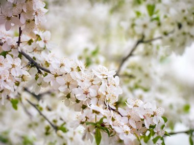 Bahçede kiraz çiçeği açan erik.