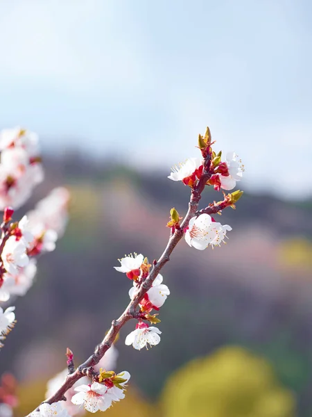 Bloeiende Abrikoos Tuin — Stockfoto