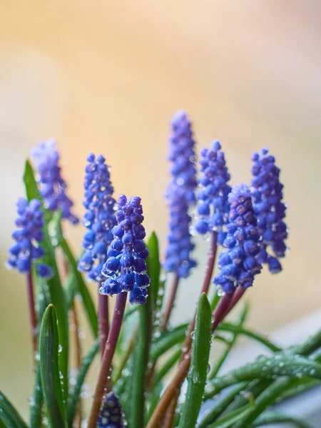 Muscari Armeniacum Pflanze Mit Blauen Blüten — Stockfoto