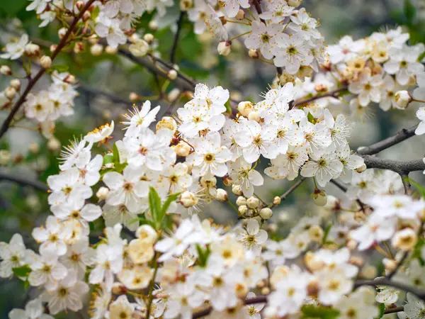 Prune Cerise Fleurie Dans Jardin — Photo