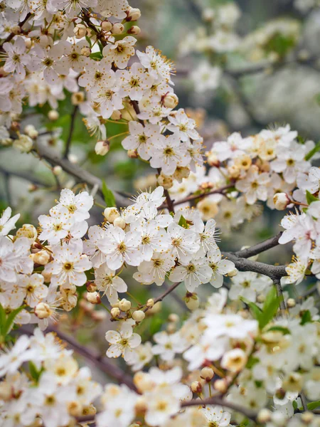 Prune Cerise Fleurie Dans Jardin — Photo