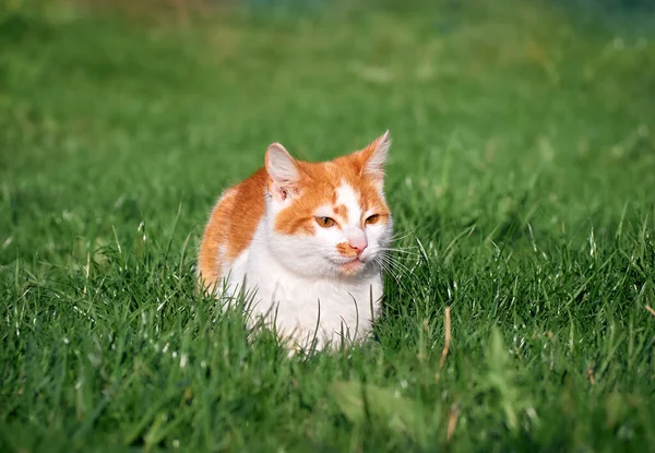 Kitten Playing Garden — Stock Photo, Image