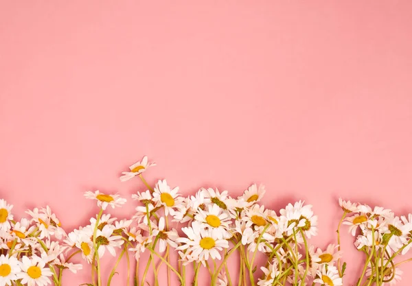 Pembe arka planda papatya çiçekleri. Düz konum, üst görünüm, kopyalama alanı.