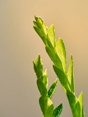 Güneş ışığıyla yeşil yapraklar.