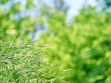 Yeşil yapraklar bulanık bokeh arkaplanı.