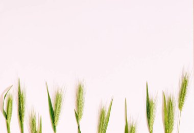 Yeşil dikenli kompozisyon. Üst görünüm, alanı kopyala