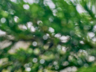 Yeşil yapraklar bulanık bokeh arkaplanı.