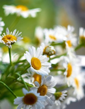 Bir buket papatya çiçeği. Yaklaş..