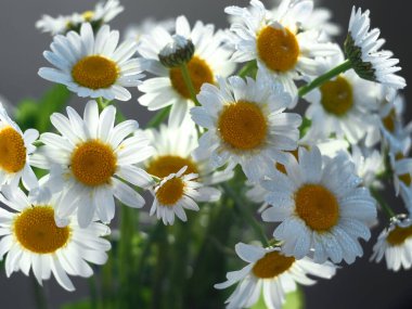 Bir buket papatya çiçeği. Yaklaş..