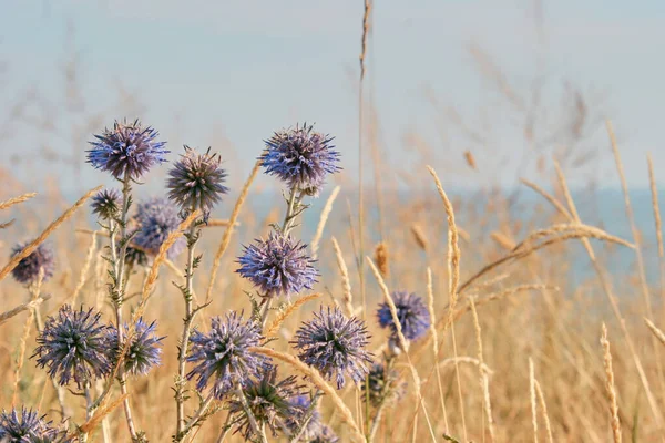 Droog Gras Een Heuvelachtige Kust Bij Zee — Stockfoto